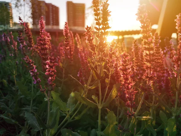 purple and pink flowers at sunset