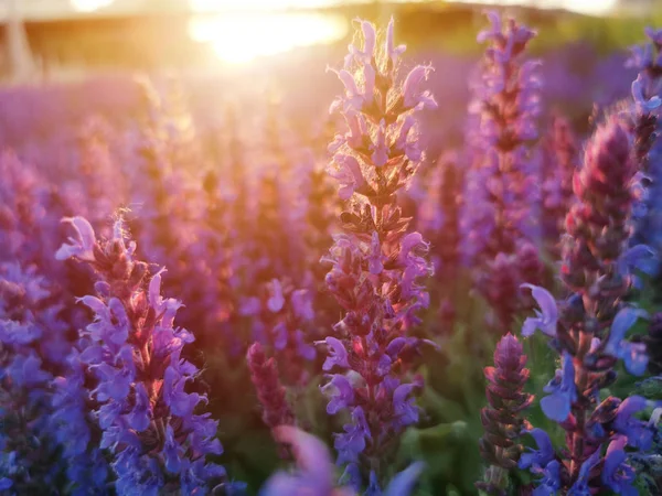 purple and pink flowers at sunset