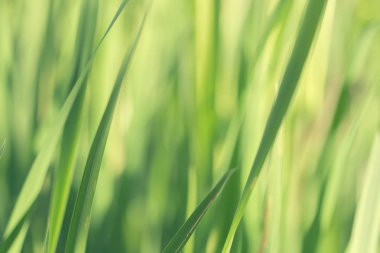 bokeh ve bulanıklık etkisi ile soyut yaz çim arka plan