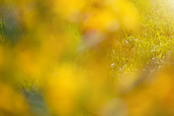 Λουλούδι Κίτρινη Ημέρα Ντέκρης Φυσικές Συνθήκες Θαμπό Φόντο Δράση Bokeh — Φωτογραφία Αρχείου