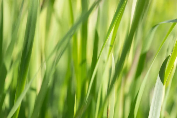 Bokeh Bulanıklık Etkisi Ile Soyut Yaz Çim Arka Plan — Stok fotoğraf