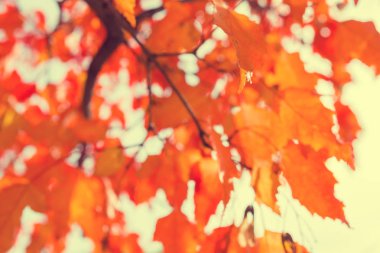 Bokeh ve bulanıklık etkisi ile Ekim ayında Sonbahar ormanı