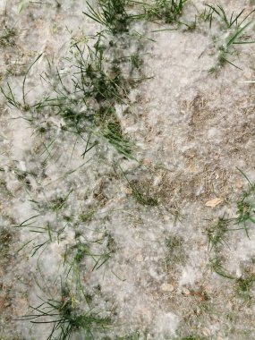 Kavak güçlü alerjen güneşli bir günde yaz aylarında yerde çim üzerinde yatıyor