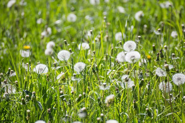 Dandelion Fofo Dia Ensolarado Condições Naturais — Fotografia de Stock