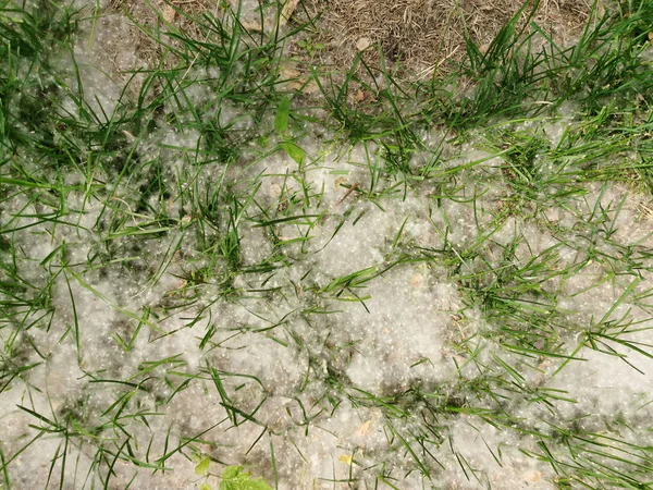 Poplar Forte Alérgeno Encontra Grama Chão Verão Dia Ensolarado — Fotografia de Stock