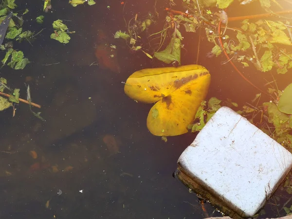 Garbage Floats Abandoned Pond Water Lilies Water Lilies Concept Ecological — Stock Photo, Image