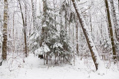 Kış ormanı, ağaçların dallarında kar