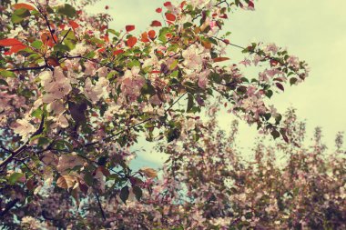 Kolomenskoye çiçekli Elma ağaçları