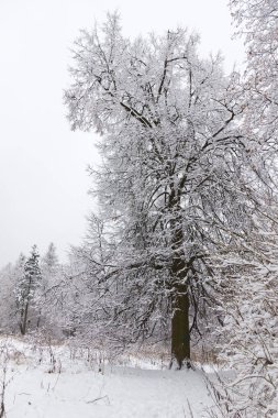 Kış ormanı, ağaçların dallarında kar