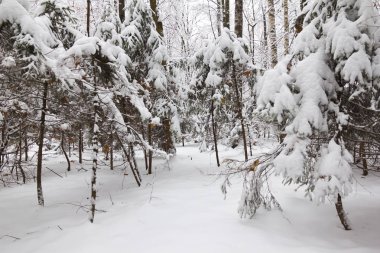 Kış ormanı, ağaçların dallarında kar
