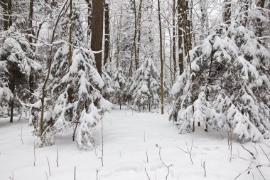Kış ormanı, ağaçların dallarında kar