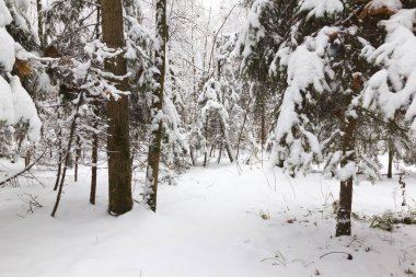 Kış ormanı, ağaçların dallarında kar