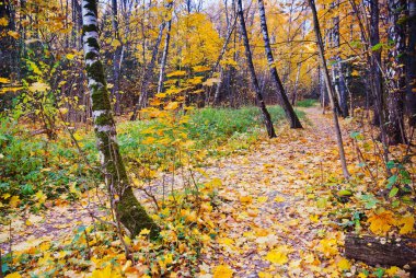 sonbahar orman ağaçları, yaprakları ile sarı park 