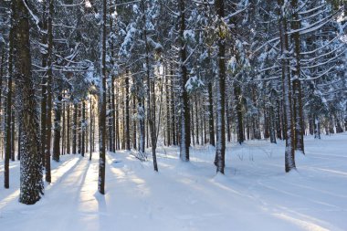Kış ormanı, ağaçların dallarında kar
