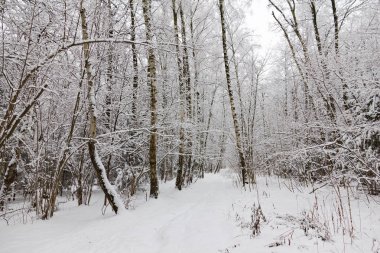 Kış ormanı, ağaçların dallarında kar