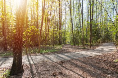 Erken mayıs ayında ormanda Bahar