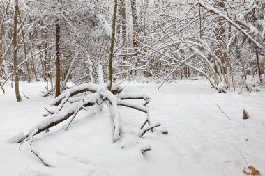 Kış ormanı, ağaçların dallarında kar