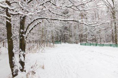 Kış ormanı, ağaçların dallarında kar