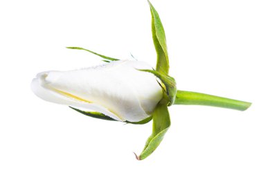 gül goncası beyaz arkaplanda izole edildi