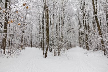 Kış ormanı, ağaçların dallarında kar