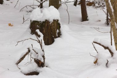 Kış ormanı, ağaçların dallarında kar