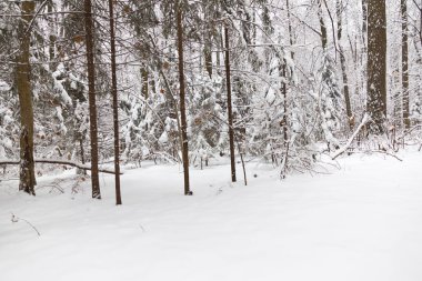 Kış ormanı, ağaçların dallarında kar