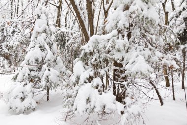 Kış ormanı, ağaçların dallarında kar