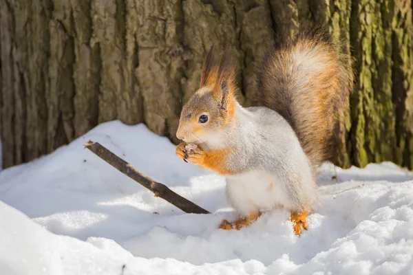 Eichhörnchen frisst an einem sonnigen Tag Nuss in der Natur — Stockfoto