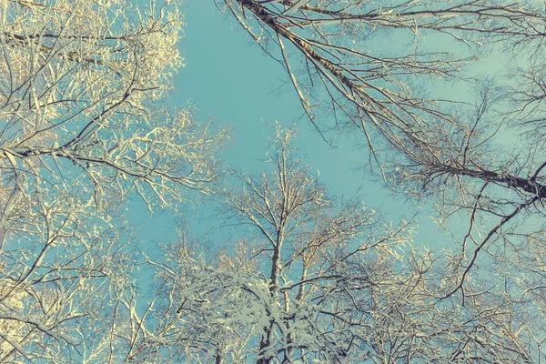 Vackert Vinterlandskap Solig Frostig Dag — Stockfoto