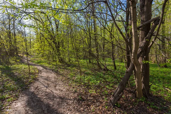 Primăvara Pădure Începutul Lunii Mai — Fotografie, imagine de stoc