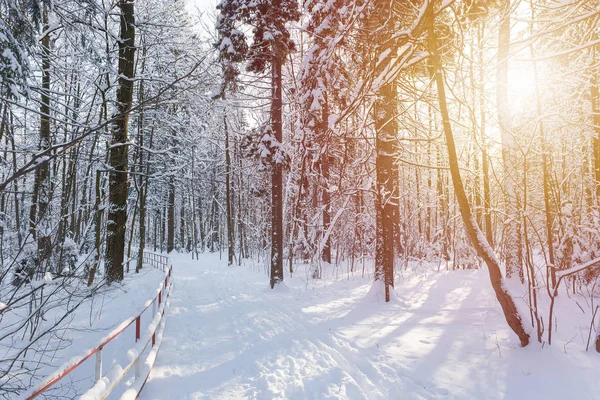 Güzel kış manzara soğuk güneşli bir