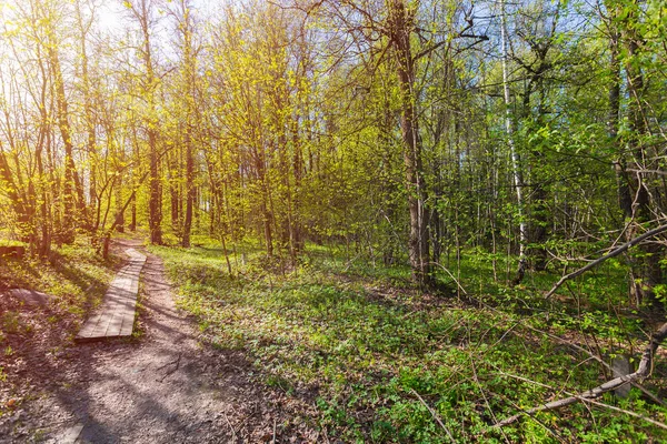 Frühling Wald Anfang Mai — Stockfoto