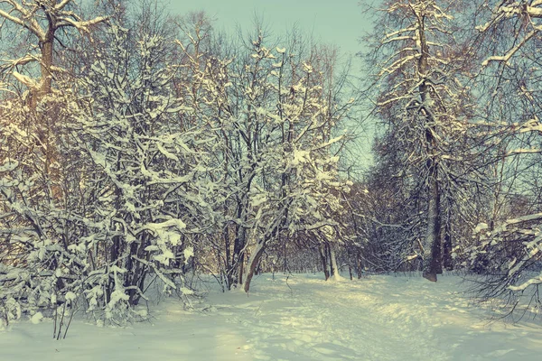 Bela Paisagem Inverno Dia Gelado Ensolarado — Fotografia de Stock