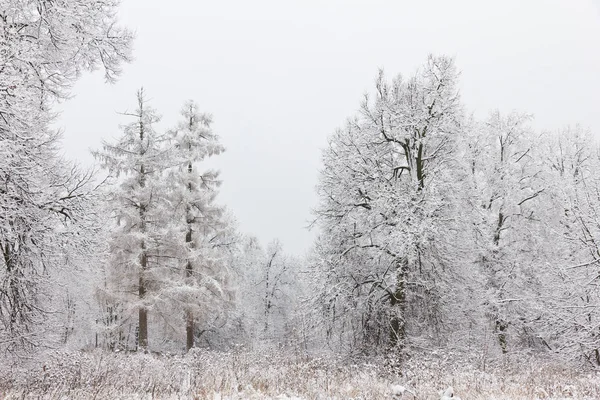 Floresta Inverno Neve Nos Ramos Das Árvores — Fotografia de Stock