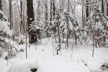 Kış ormanı, ağaçların dallarında kar