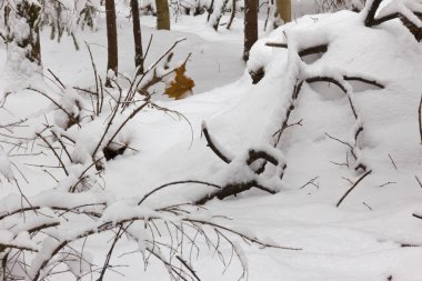 Kış ormanı, ağaçların dallarında kar