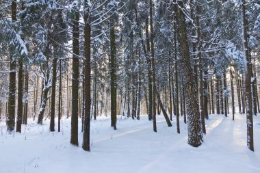 Kış ormanı, ağaçların dallarında kar