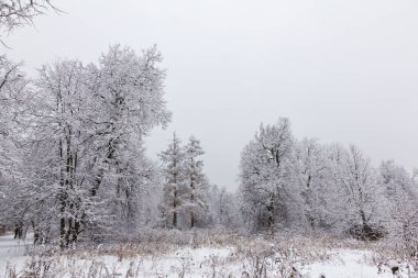 Kış ormanı, ağaçların dallarında kar