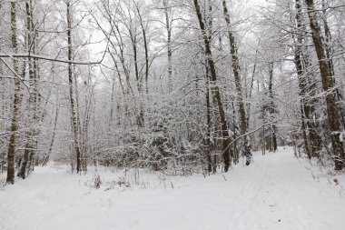 Kış ormanı, ağaçların dallarında kar