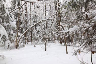 Kış ormanı, ağaçların dallarında kar