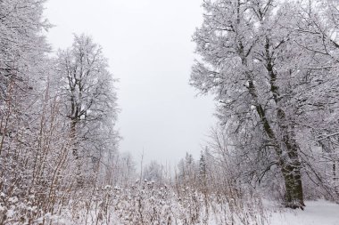 Kış ormanı, ağaçların dallarında kar