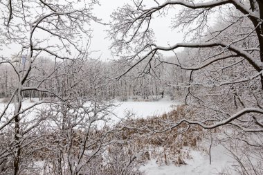 Kış ormanı, ağaçların dallarında kar