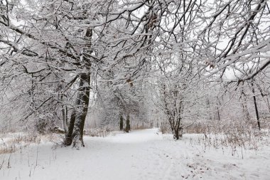 Kış ormanı, ağaçların dallarında kar