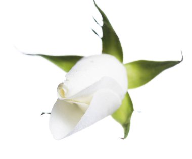 gül goncası beyaz arkaplanda izole edildi