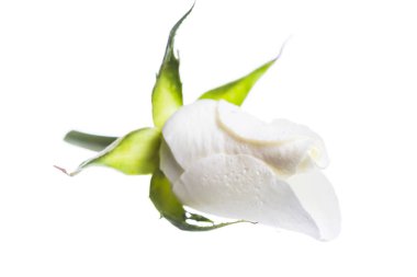 gül goncası beyaz arkaplanda izole edildi