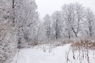 Kış ormanı, ağaçların dallarında kar