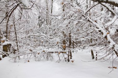 Kış ormanı, ağaçların dallarında kar