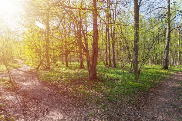 Primăvara Pădure Începutul Lunii Mai — Fotografie, imagine de stoc