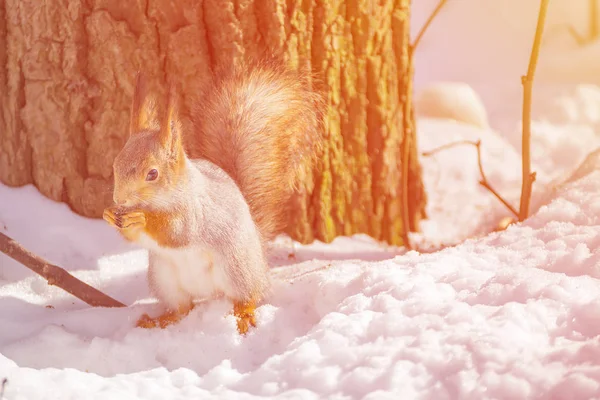 Eichhörnchen frisst an einem sonnigen Tag Nuss in der Natur — Stockfoto