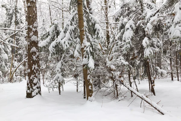 Kış Ormanı Ağaçların Dallarında Kar — Stok fotoğraf
